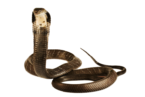 Cobra PNG