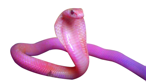 Cobra PNG