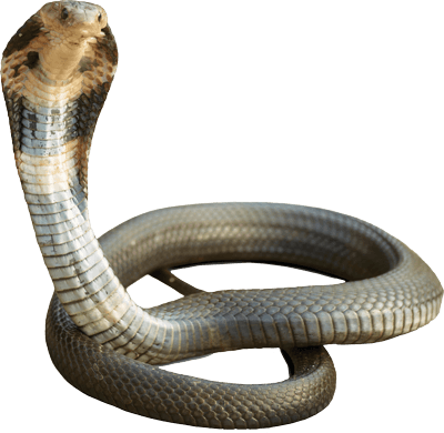 Cobra snake PNG images free download