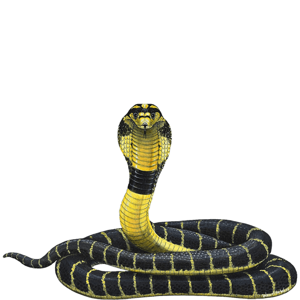 Cobra PNG