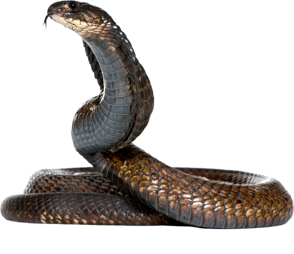 Cobra PNG