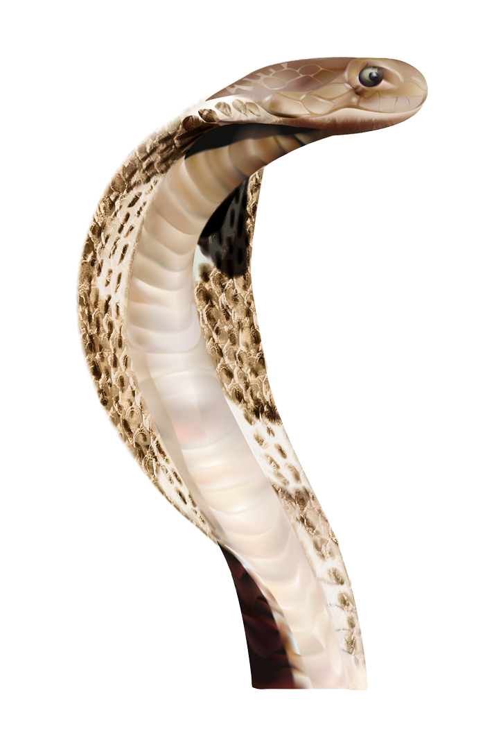 cobra snake profile