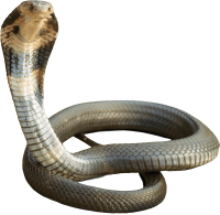 Cobra PNG - Download Free & Premium Transparent Cobra PNG Images Online -  Creative Fabrica