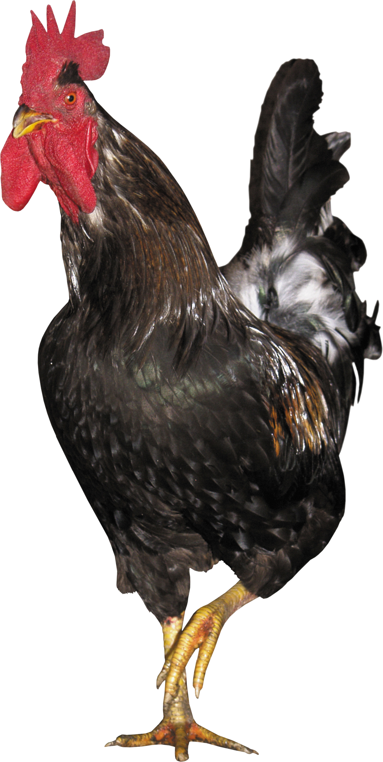 Cock Png