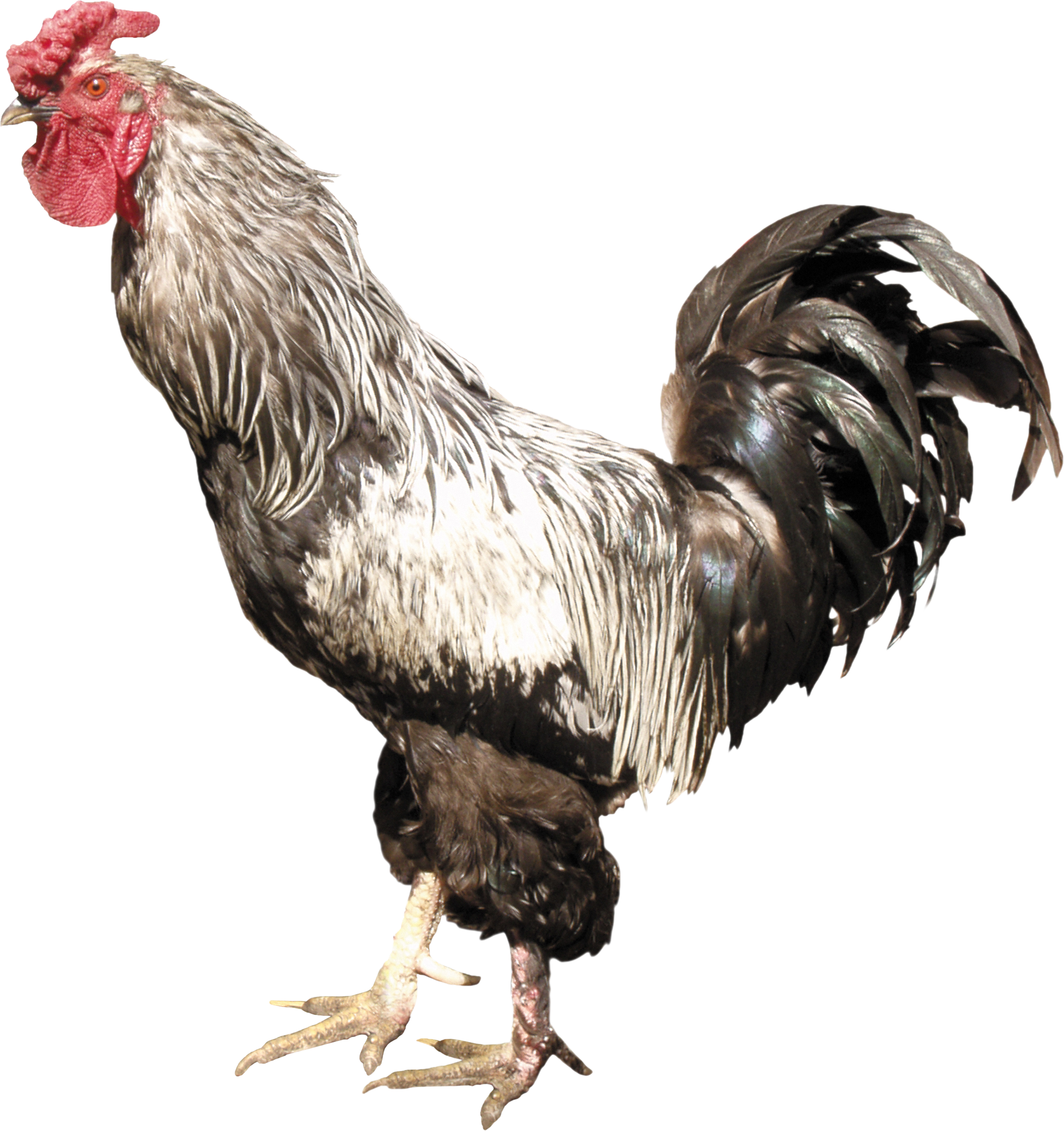 Cock PNG image free Download