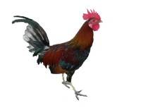 Cock PNG