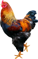 Cock PNG