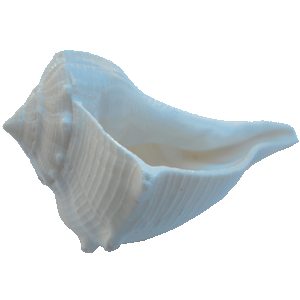 Conch PNG