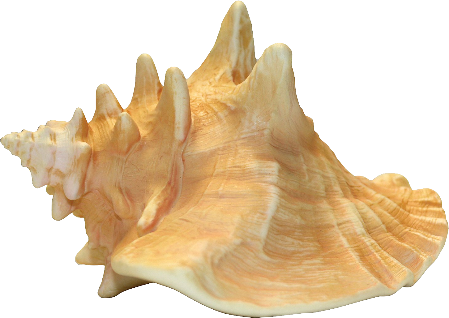 Conch PNG