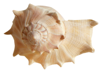 Conch PNG