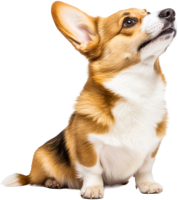 Welsh Corgi dog PNG
