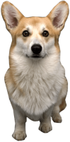 Welsh Corgi dog PNG