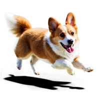 Welsh Corgi dog PNG