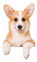 Welsh Corgi dog PNG