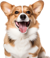 Welsh Corgi dog PNG