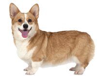 Welsh Corgi dog PNG