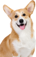Welsh Corgi dog PNG