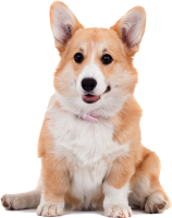 Welsh Corgi dog PNG