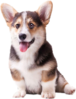 Welsh Corgi dog PNG