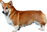Welsh Corgi dog PNG