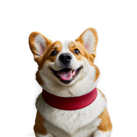 Welsh Corgi dog PNG