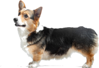 Welsh Corgi dog PNG