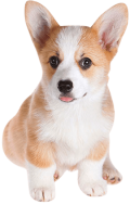 Welsh Corgi dog PNG