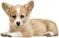 Welsh Corgi dog PNG