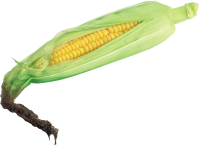 Кукуруза PNG фото