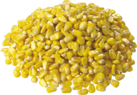 Corn PNG image
