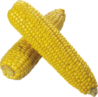 Вареная кукуруза PNG фото