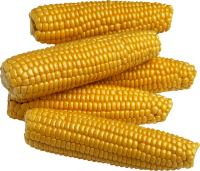 Yellow corn PNG image