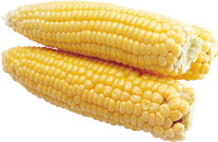 Желтая кукуруза PNG фото