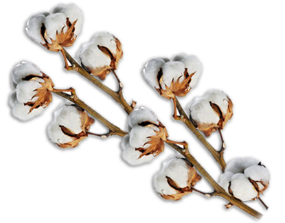 Cotton PNG images Download