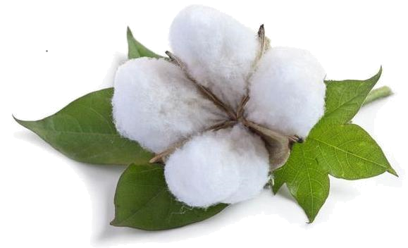 Cotton PNG