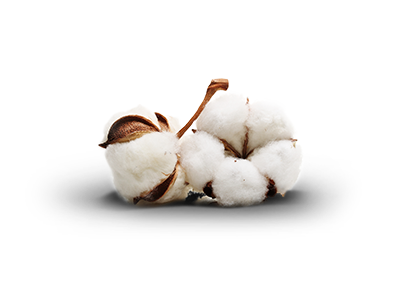 Cotton PNG