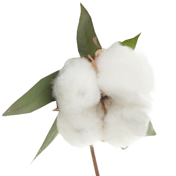 Cotton PNG