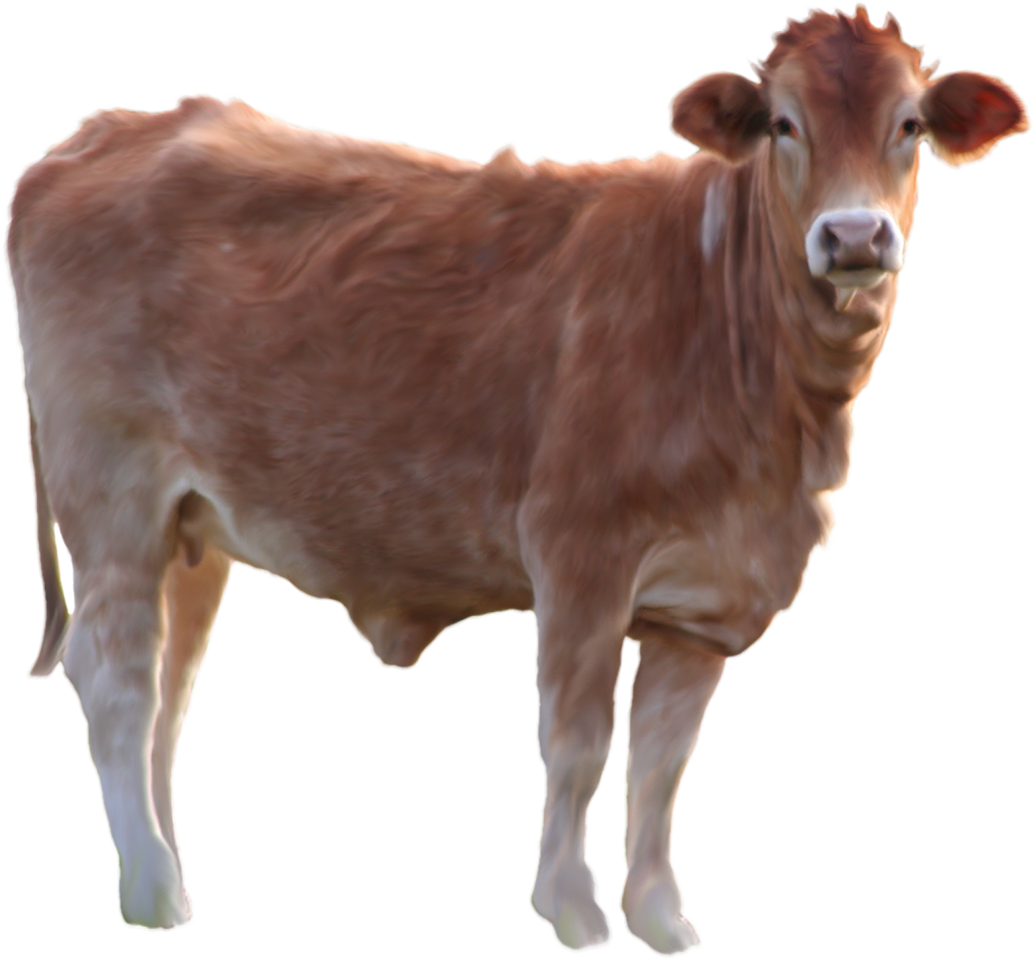 Cow PNG Image Cow PNG Image
