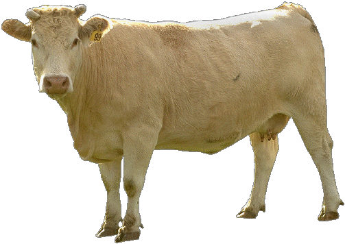 beige Cow PNG images Download image