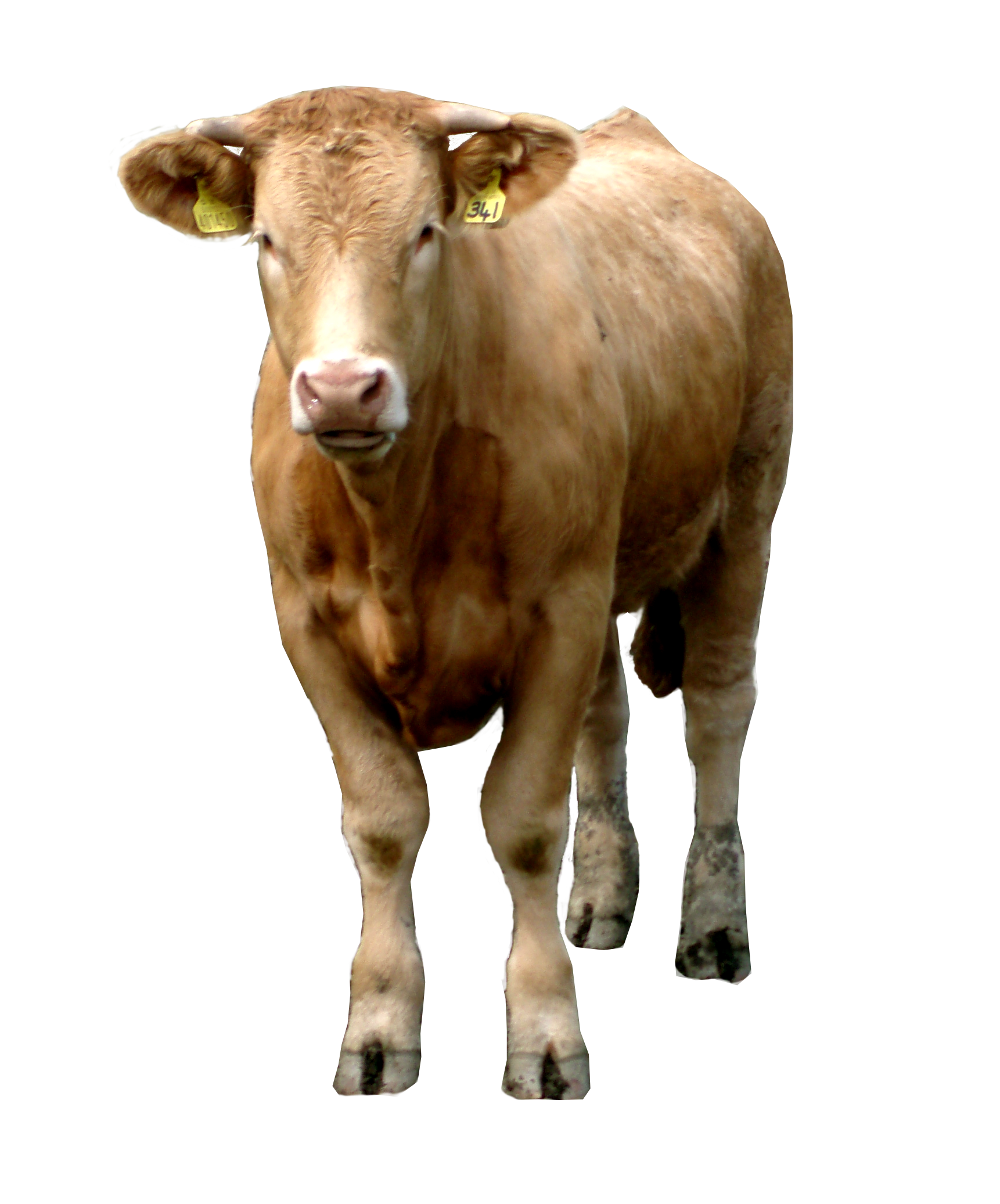 brown Cow PNG image
