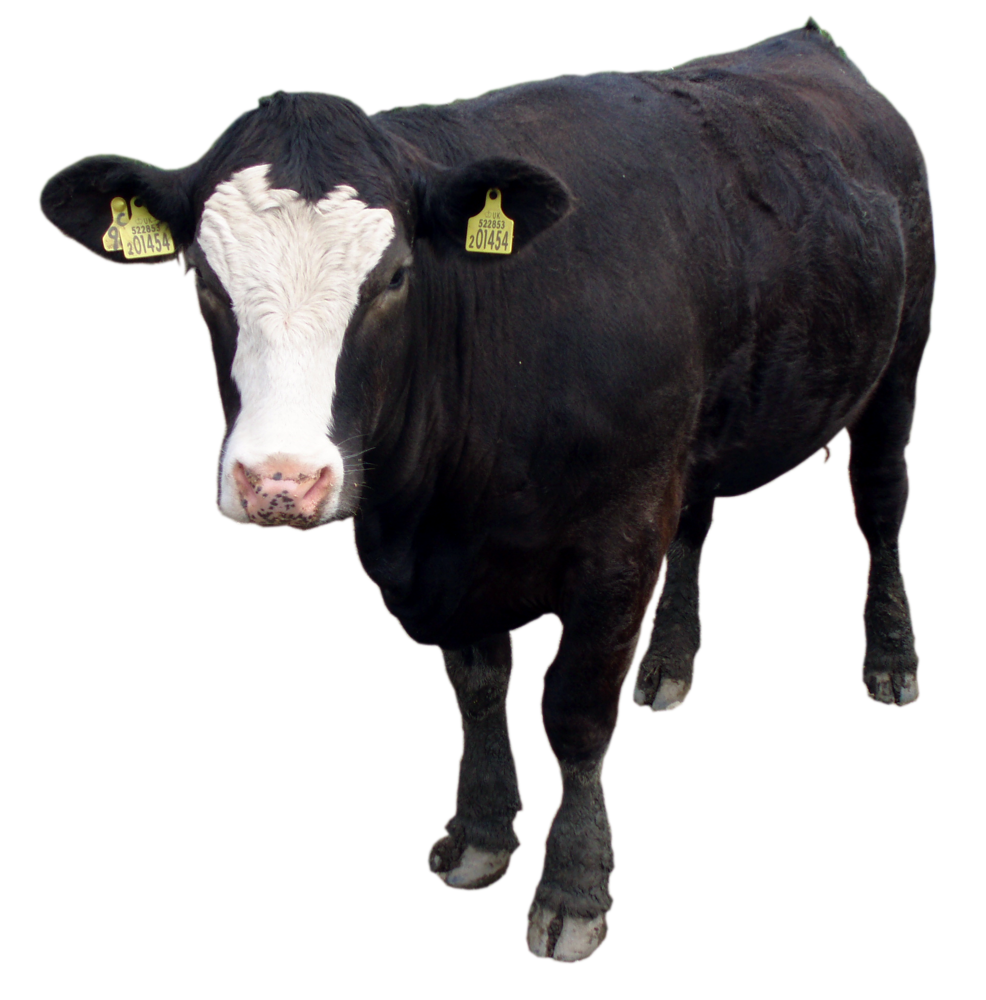 Black cow PNG image, download picture