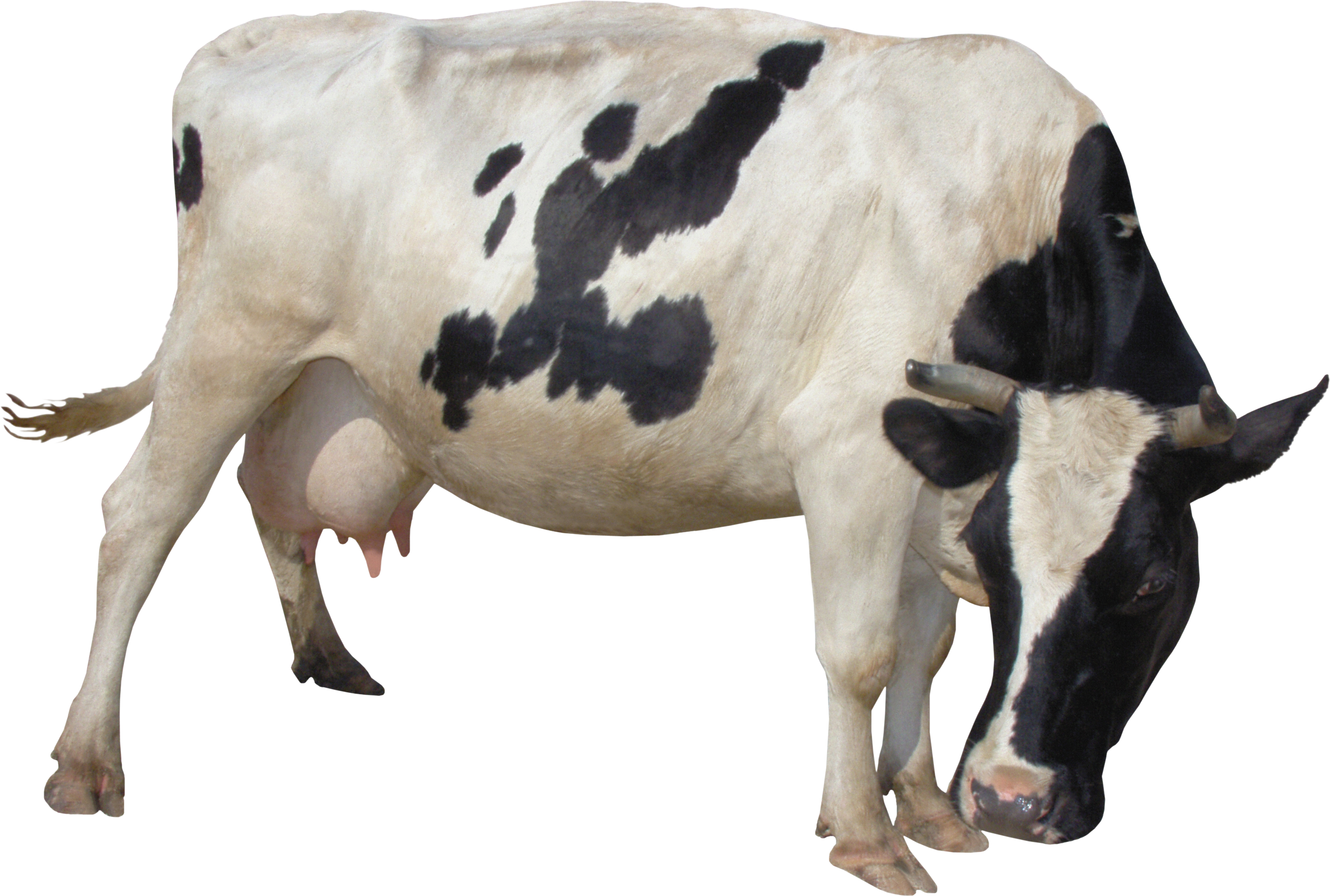 Cow PNG