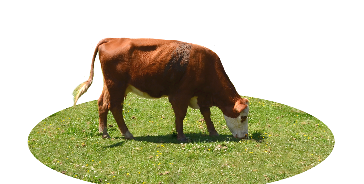 Cow PNG images Download