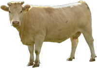 beige cow PNG image