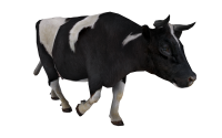корова PNG фото
