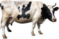 корова PNG фото