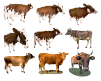 cow PNG