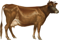 корова PNG