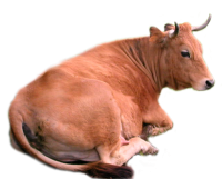 корова PNG