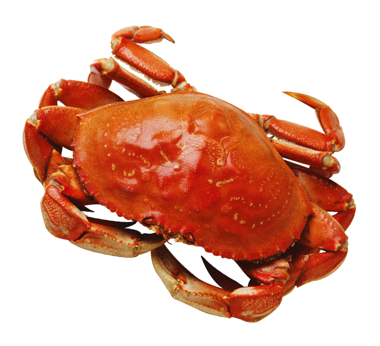 Crab PNG